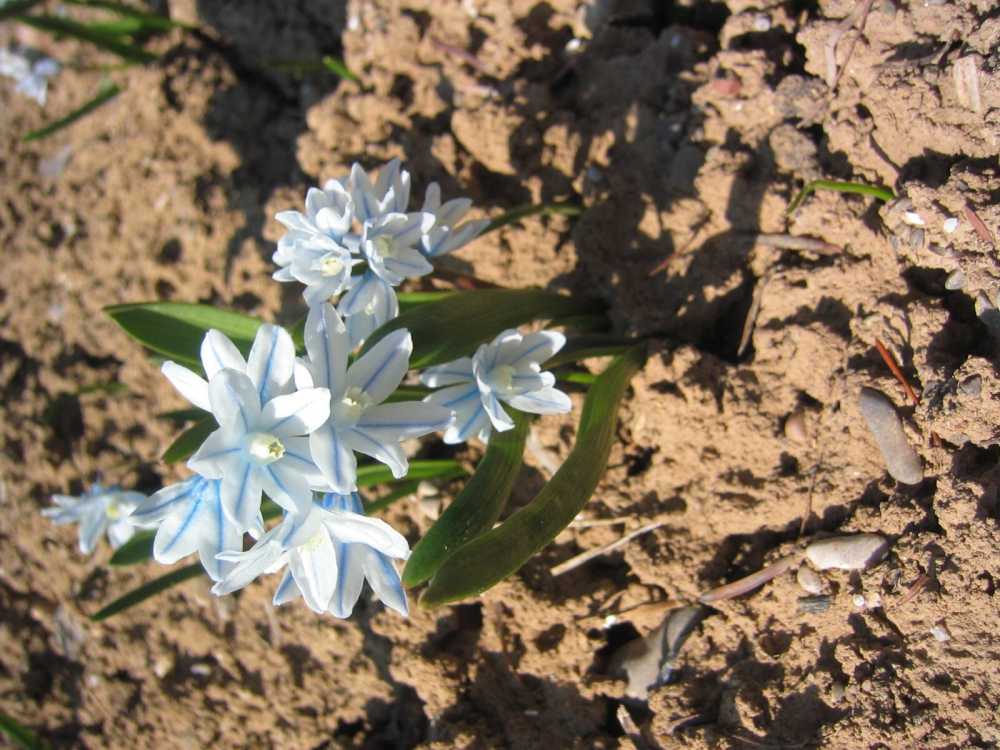 Puschkinia scilloides (Kegelblume, Libanon-Scheinhyazinte)
